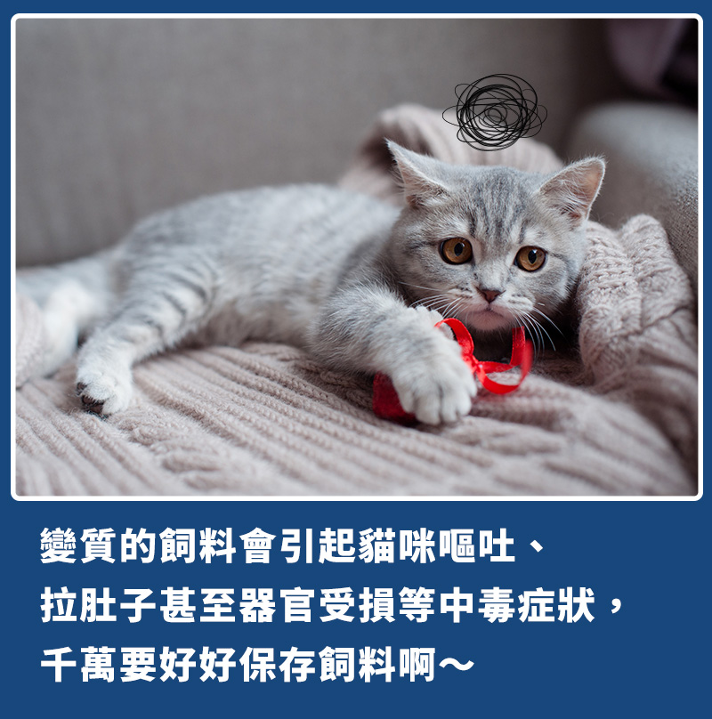 貓飼料、飼料、貓不吃飼料、飼料保存