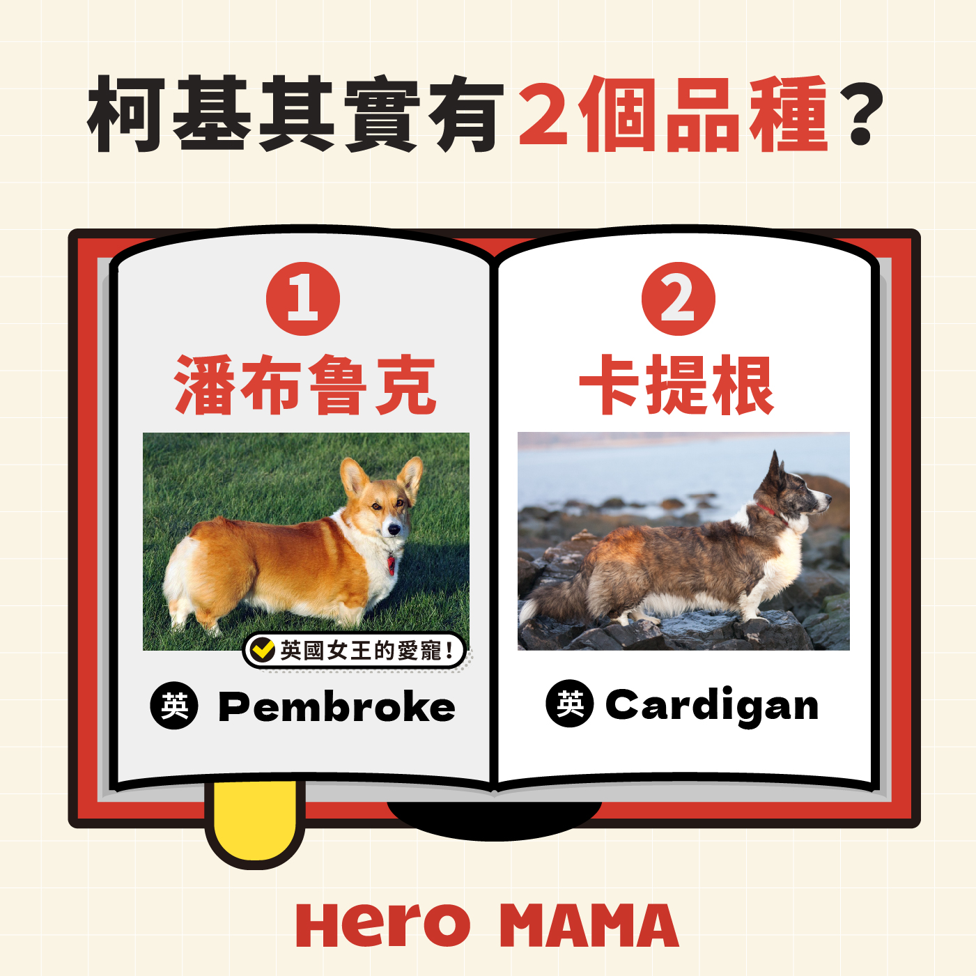 柯基適合你嗎？從個性到運動需求，新手飼養指南一次看懂！ - HeroMama