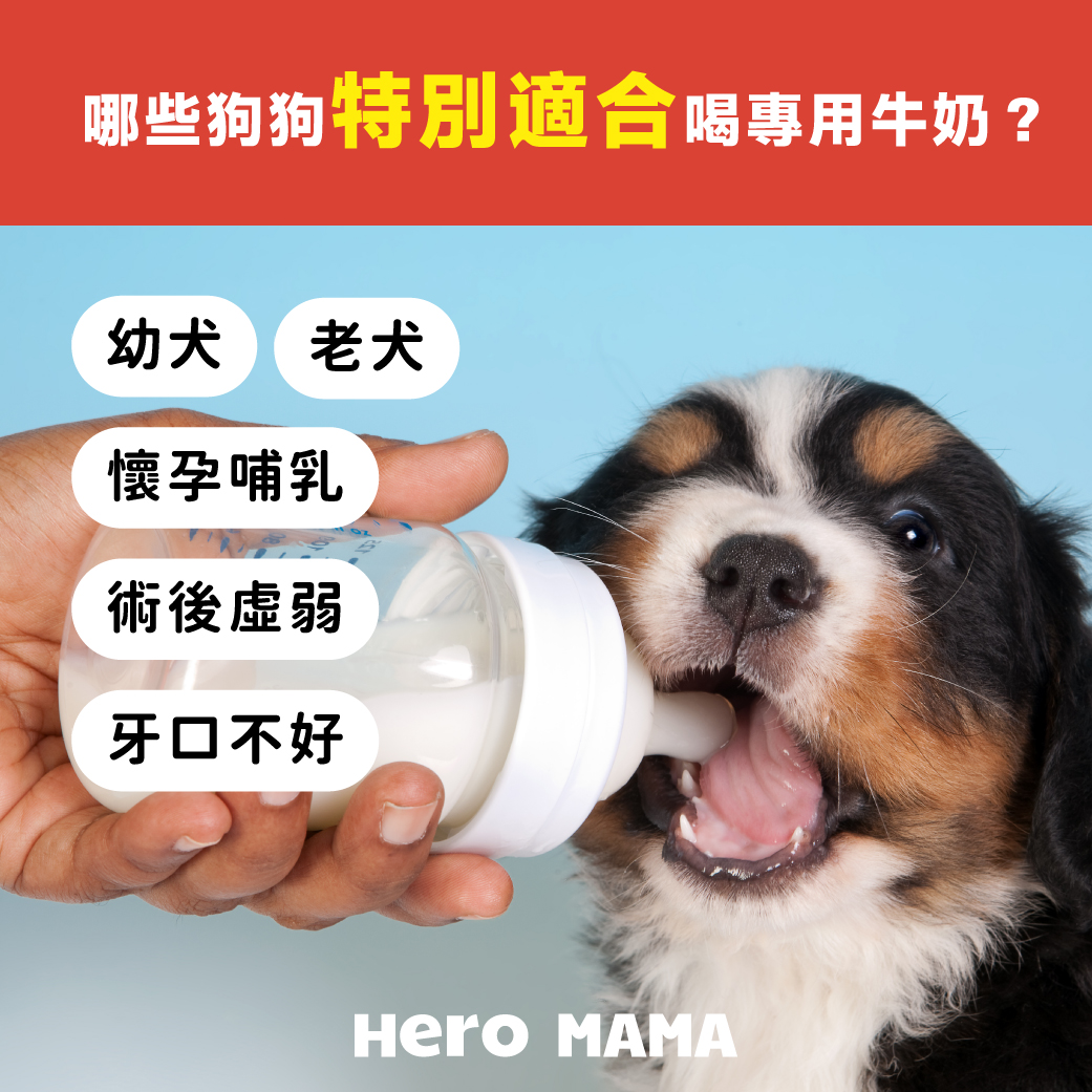 我家狗子三条都中为啥它恨透我了呢？ 难道它以为看不到外婆了是我干的？, image size:1041x1041