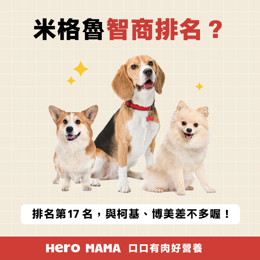 米格魯好養嗎？小獵犬個性、智商、缺點、照顧建議- HeroMama