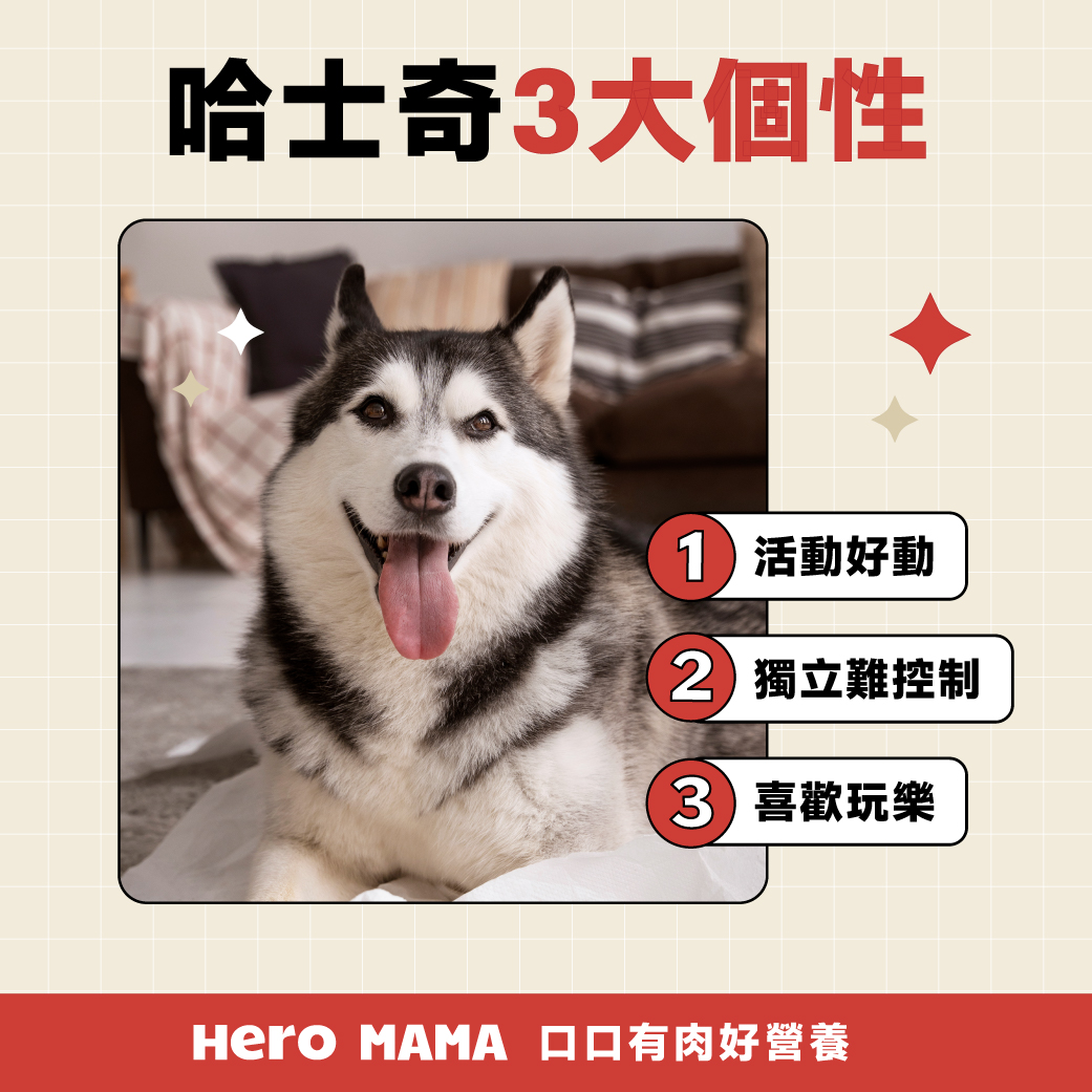 寵物門前跳探戈？美國爆紅「哈士奇」搗亂被發現拔腿就跑，聰明模樣獲400萬粉絲讚！ | 寵物圈圈、可愛寵物、哈士奇、抖音爆紅、美國、狗狗|, image size:1041x1041