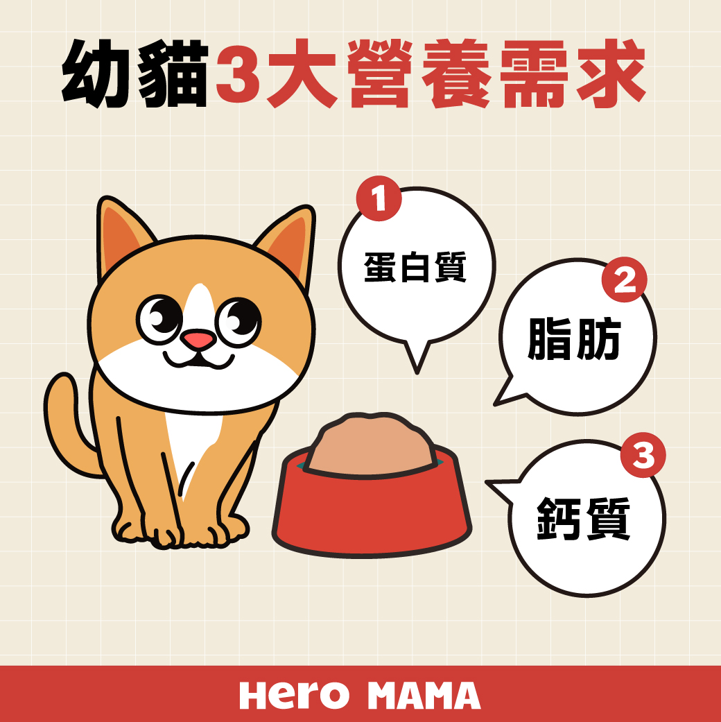 幼貓食量計算？一天該吃多少飼料/罐頭？0～1 歲餵食建議表！ - HeroMama