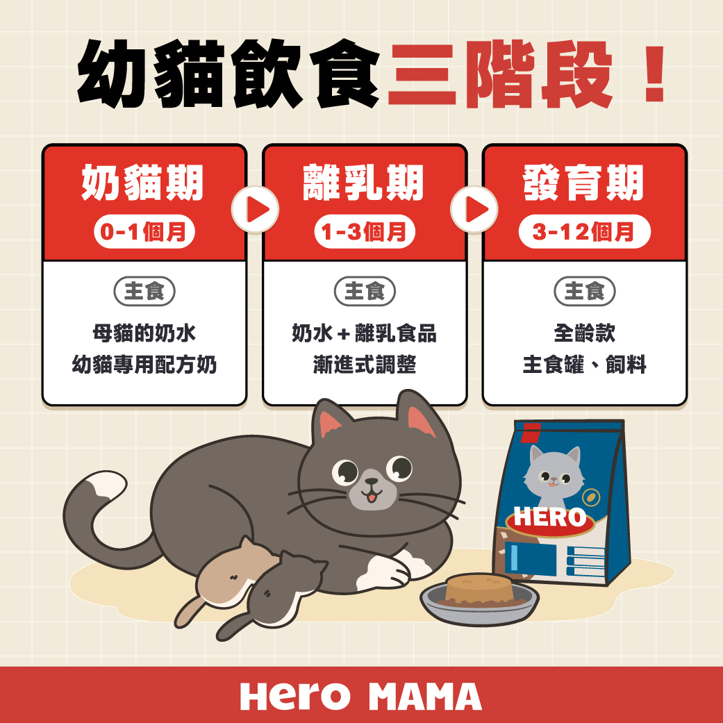 幼貓食量計算？一天該吃多少飼料/罐頭？0～1 歲餵食建議表！ - HeroMama