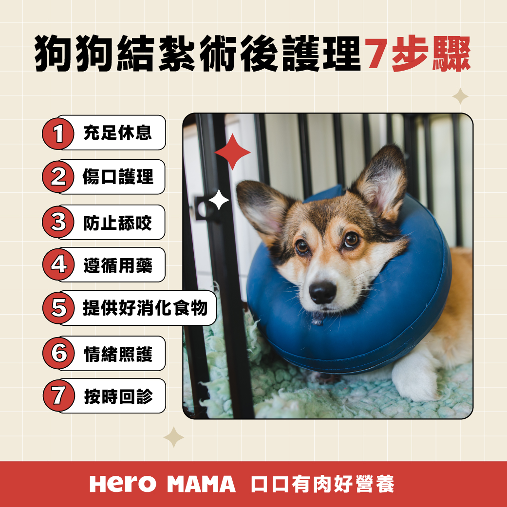 狗狗結紮費用？結紮時間？狗狗絕育術後護理懶人包！ - HeroMama