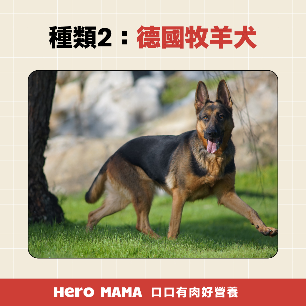 牧羊犬種類解析：從邊境牧羊犬到喜樂蒂，哪一種最適合你？ - HeroMama, image size:1040x1040