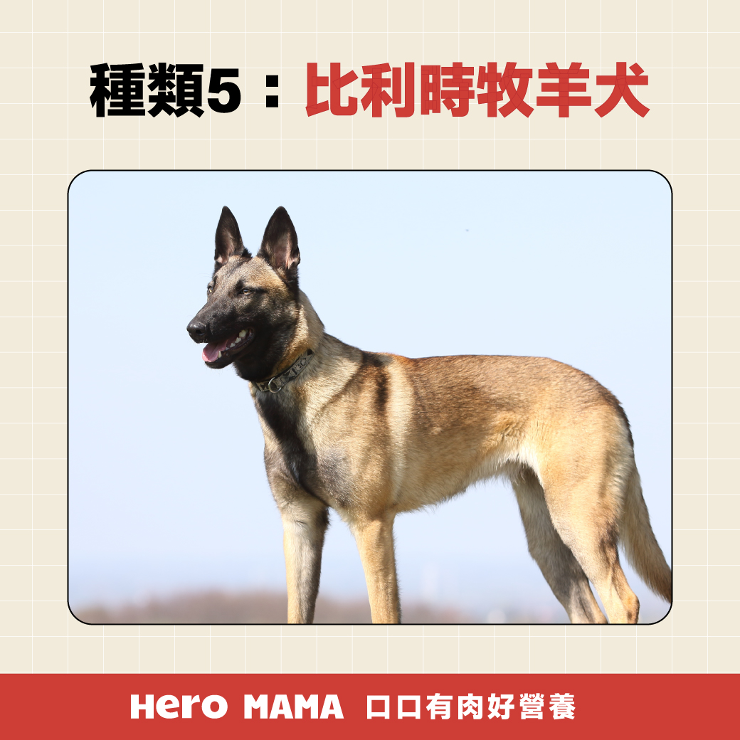 牧羊犬種類解析：從邊境牧羊犬到喜樂蒂，哪一種最適合你？ - HeroMama, image size:1040x1040