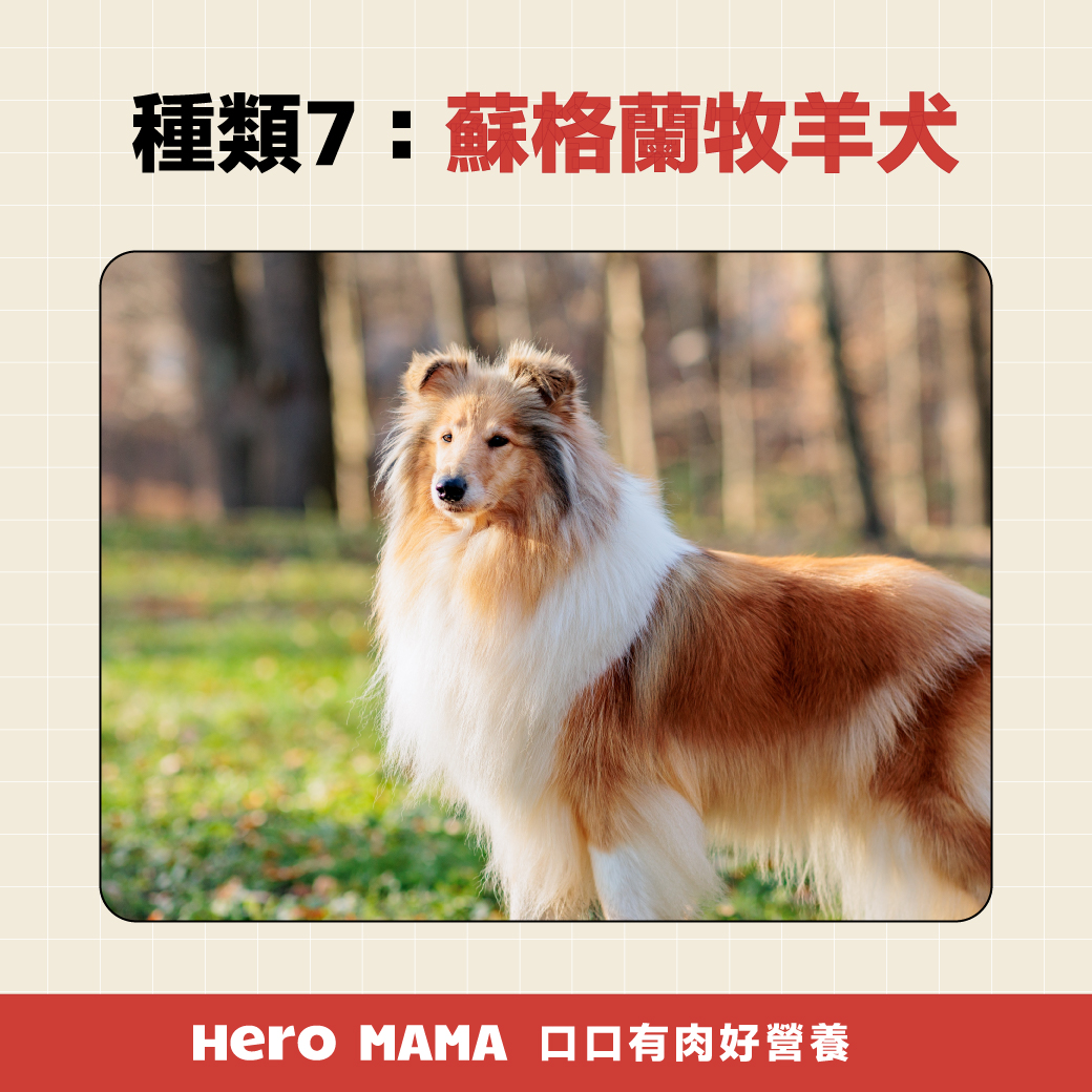牧羊犬種類解析：從邊境牧羊犬到喜樂蒂，哪一種最適合你？ - HeroMama, image size:1040x1040