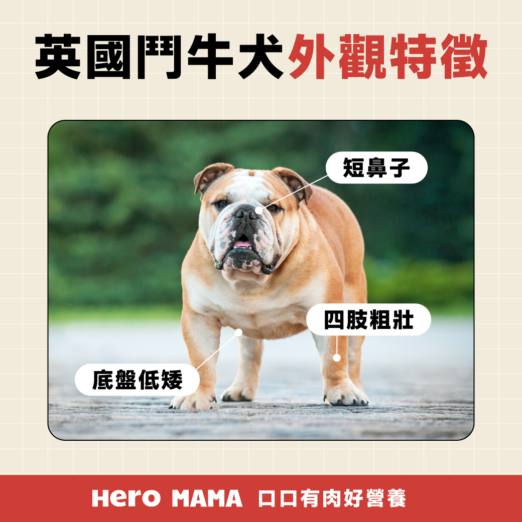 好奇气喘吁吁的英国斗牛犬躺在白色的背景并期待身边——图库图片© feedough #202227854, image size:1040x1041