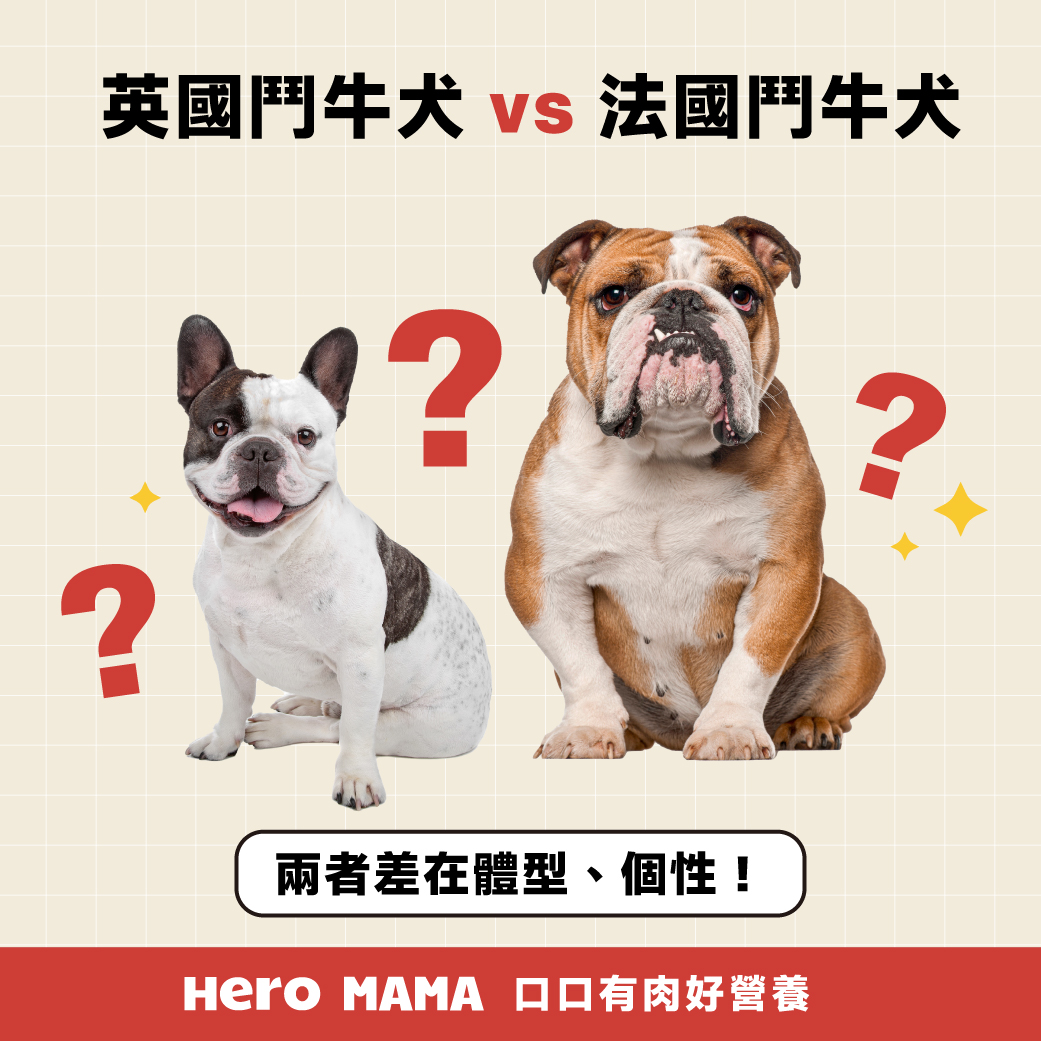 英國鬥牛犬完整指南：特徵、照護與飼養要點【2025最新】 - HeroMama, image size:1041x1041