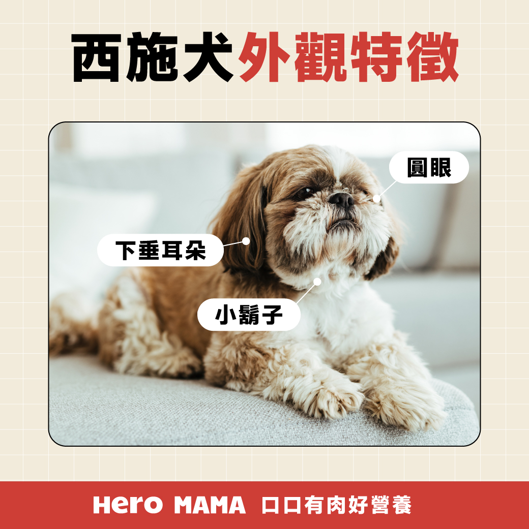 西施犬好養嗎？西施狗個性、智商與照顧一次看懂！ - HeroMama