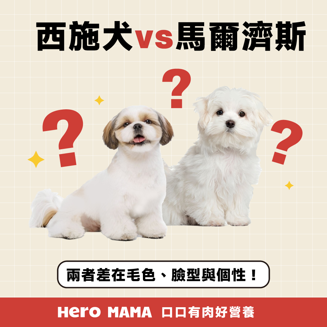 西施犬好養嗎？西施狗個性、智商與照顧一次看懂！ - HeroMama