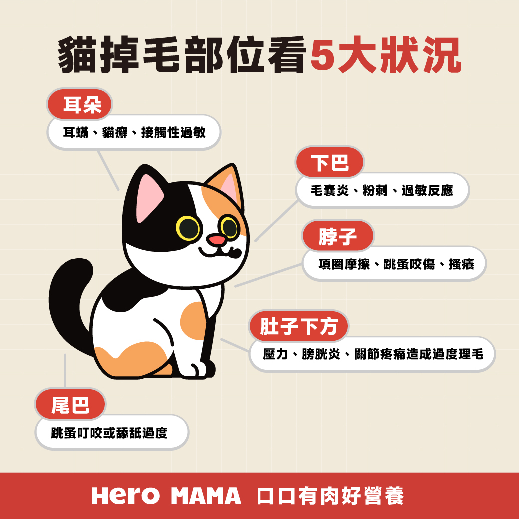 貓掉毛吃什麼？ 7 大原因與改善法一次看！ - HeroMama