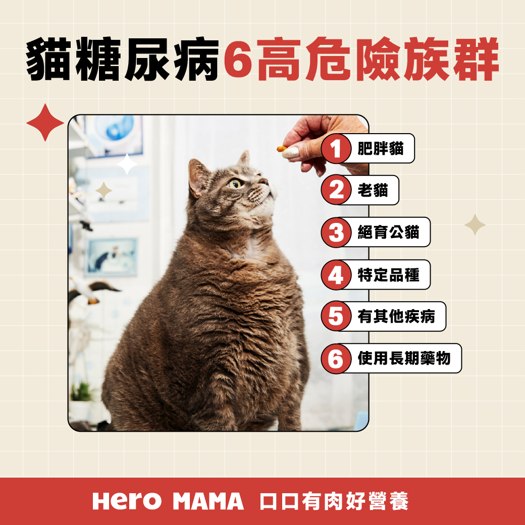 貓糖尿病會好嗎？注意「3多1少」症狀，控制飲食維持生活- HeroMama