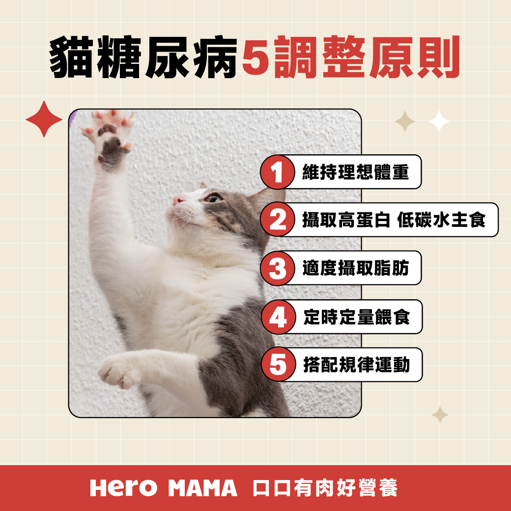 貓糖尿病會好嗎？注意「3多1少」症狀，控制飲食維持生活- HeroMama
