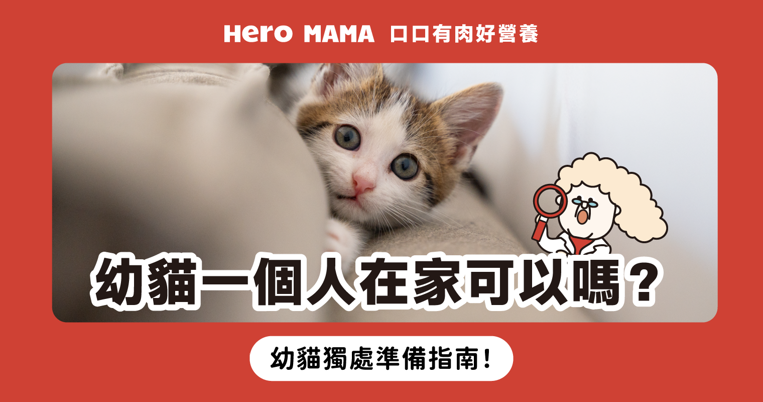 幼貓一個人在家可以嗎？讓「幼貓獨處」前必知準備指南！ - HeroMama