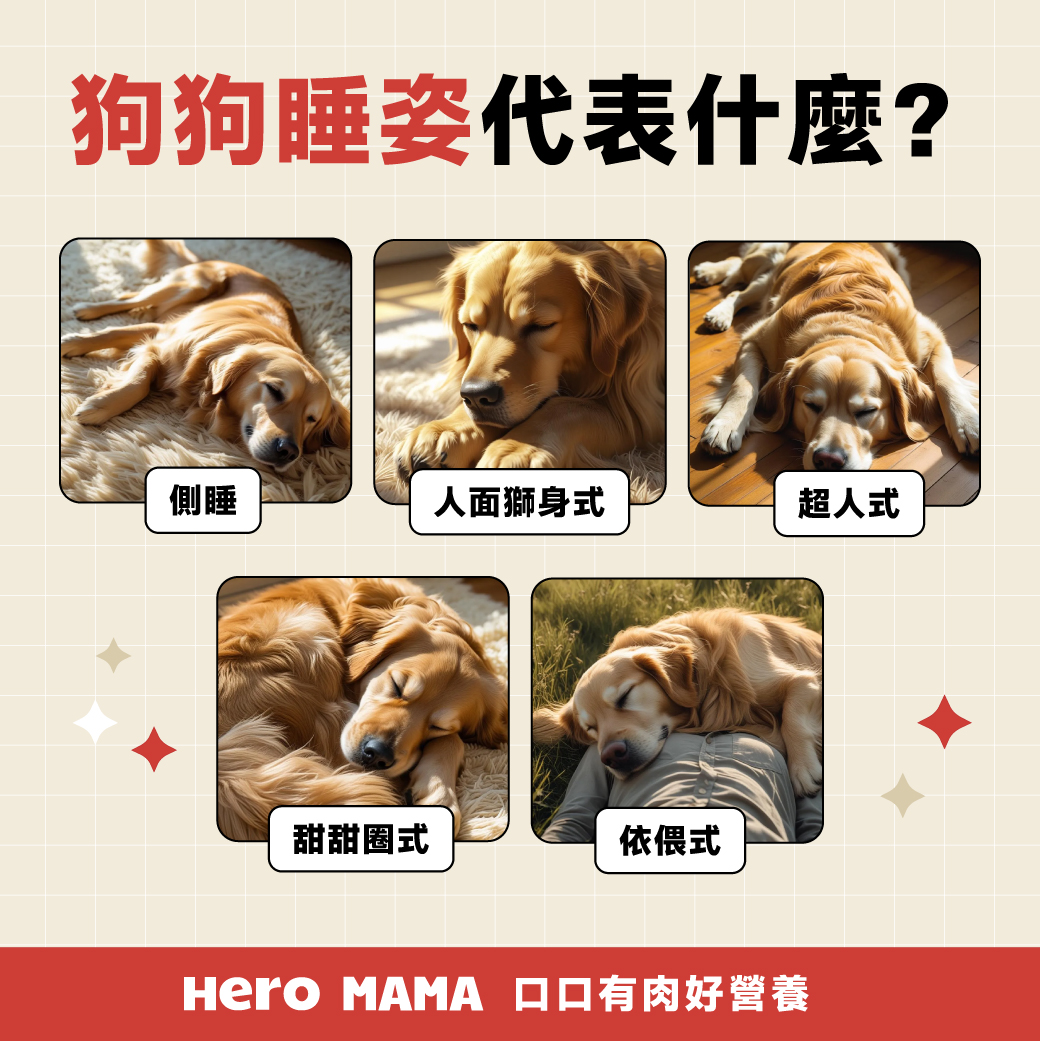狗狗睡姿代表什麼？10種常見睡覺姿勢解析，是安心、黏人、焦慮或不舒服？ - HeroMama
