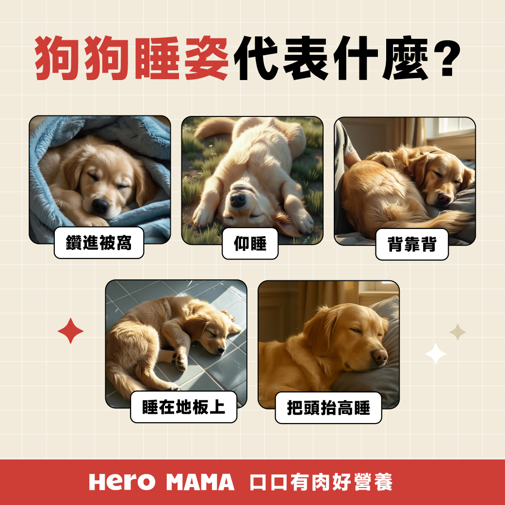 毛小孩世界也瘋健身！博美練出一身精壯「六塊腹肌」，網友驚呆：怎麼練的？ | 可愛動物、寵物知識、寵物行為、毛小孩、鏟屎官、動物、寵物、狗狗、汪星人、汪大人、博美、腹肌、肚腩、健身|  可愛寵物|, image size:1041x1041