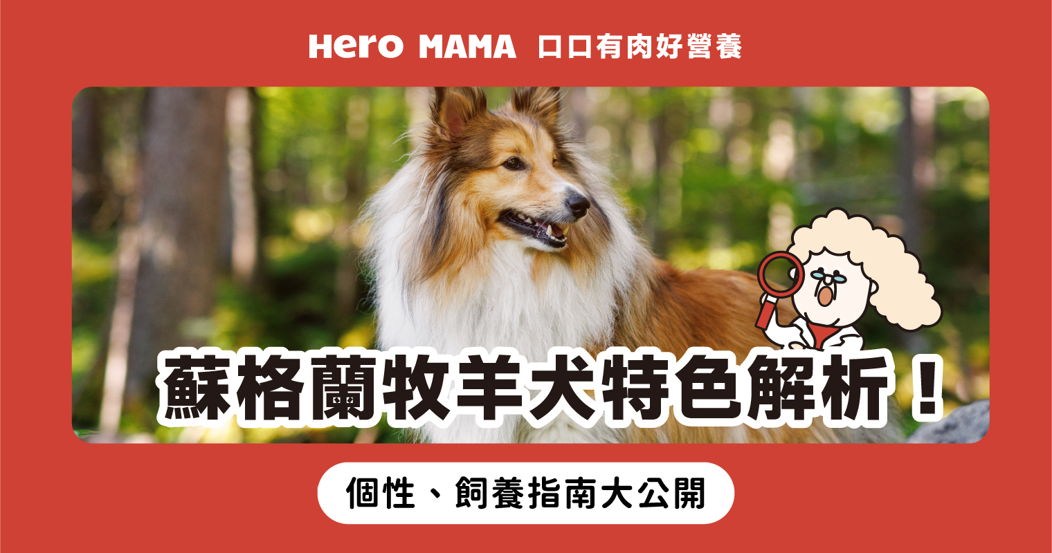 蘇格蘭牧羊犬介紹：個性、外型、照顧方式完整解析- HeroMama, image size:1520x800