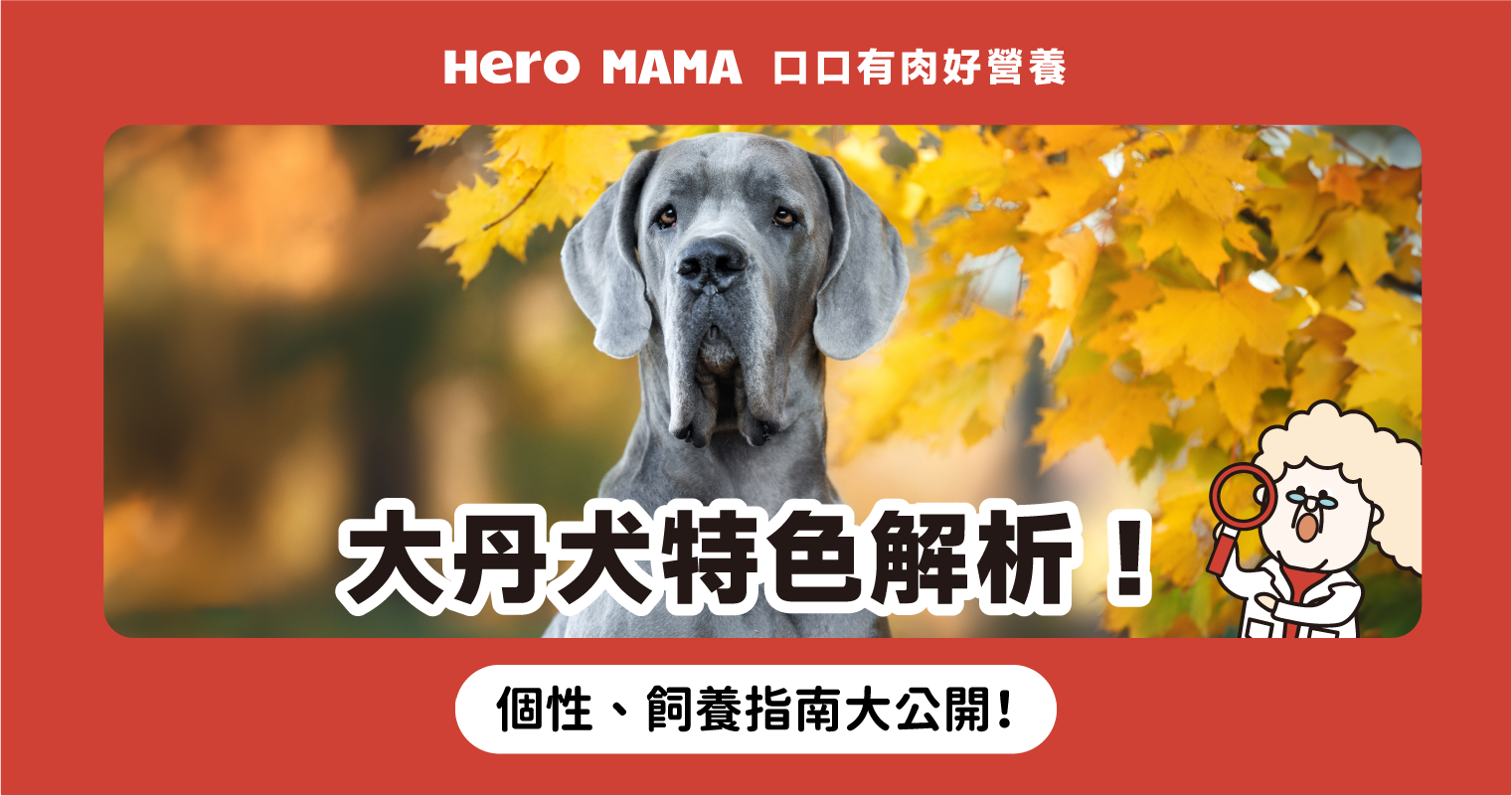 大丹犬台灣能養嗎?個性、缺點、巨型犬空間與照顧重點一次看 - HeroMama
