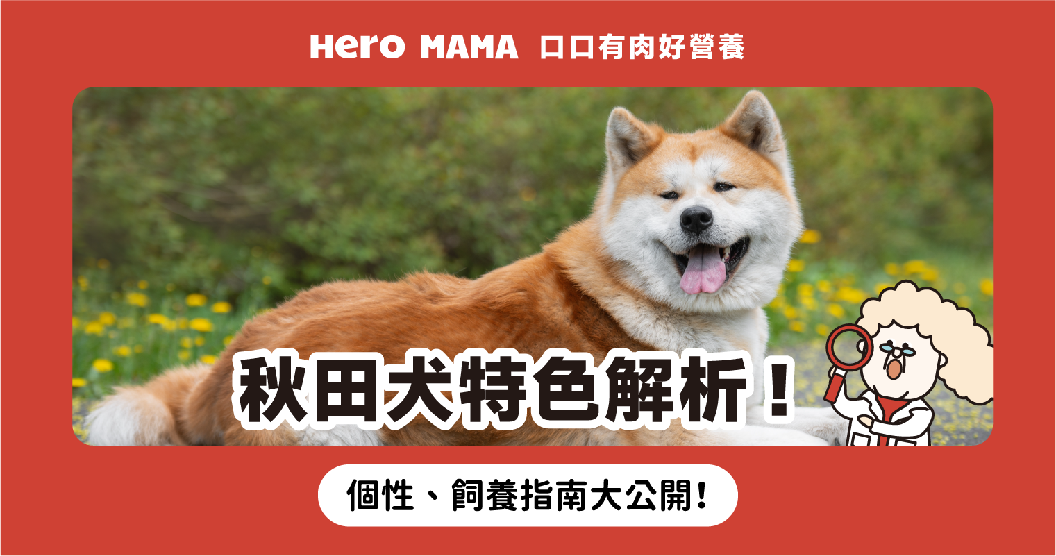 秋田犬vs柴犬差別？認識「忠犬小八」秋田犬個性、飼養指南- HeroMama