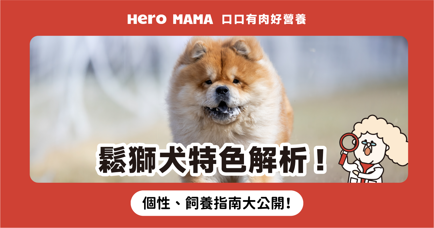 鬆獅犬好養嗎？認識「小獅子」鬆獅犬特徵、個性、飼養重點攻略- HeroMama