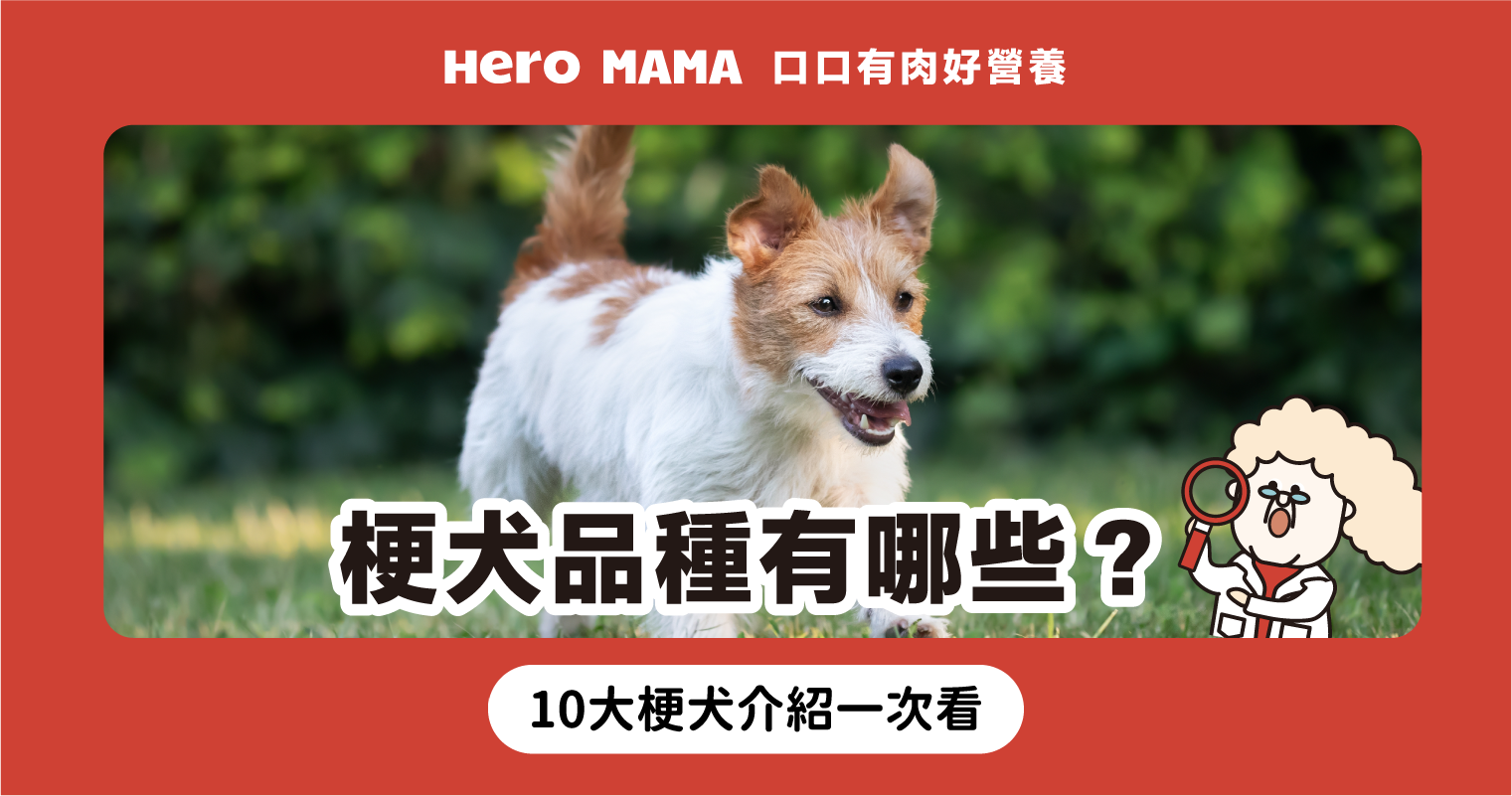 期待着它的边吐舌的约克夏小狗——图库图片© feedough #75987675, image size:1521x801