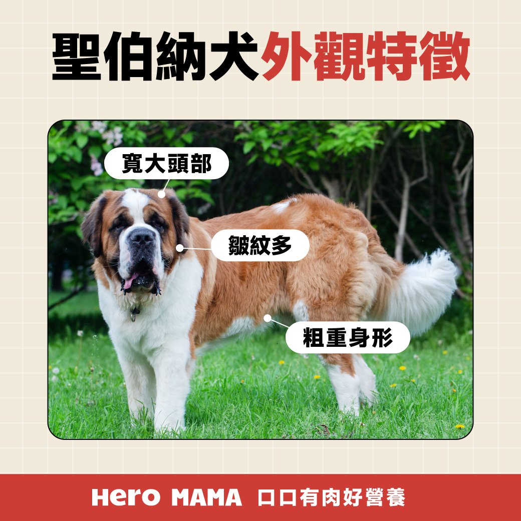 巨型泰迪犬幼犬，你值得拥有的小伙伴！🐾-狗狗-淘宝好物网, image size:1040x1041