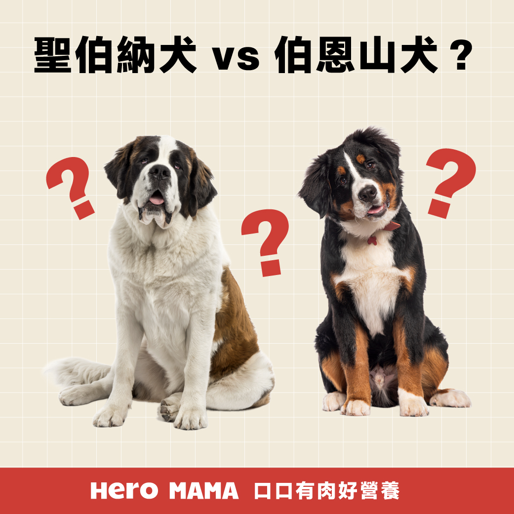 207个品种纯种犬介绍二十四（大白熊犬和大瑞士山犬）_搜狐网, image size:1041x1041