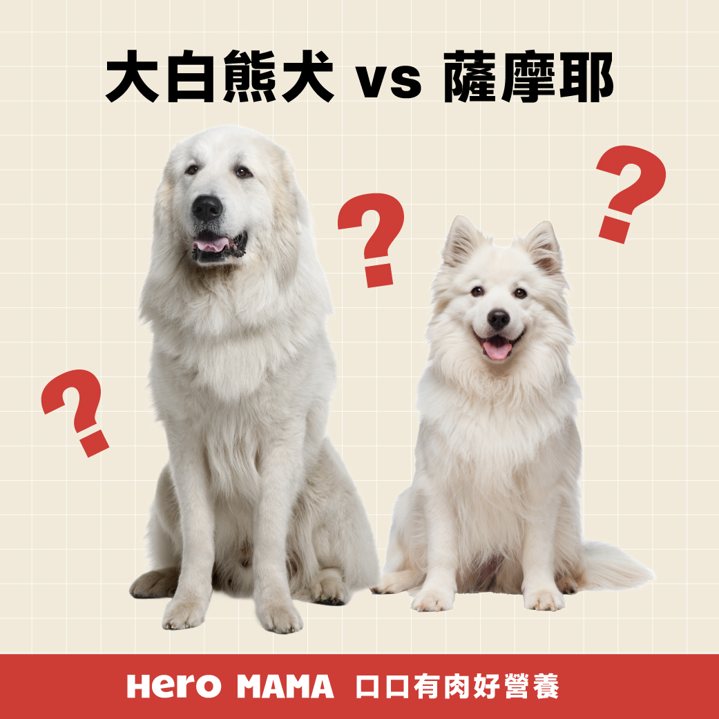 虎斑犬虎头狗狗活物小老虎黄金虎斑狗大头狩猎犬混血小狗短毛狗狗-淘宝网, image size:1041x1041