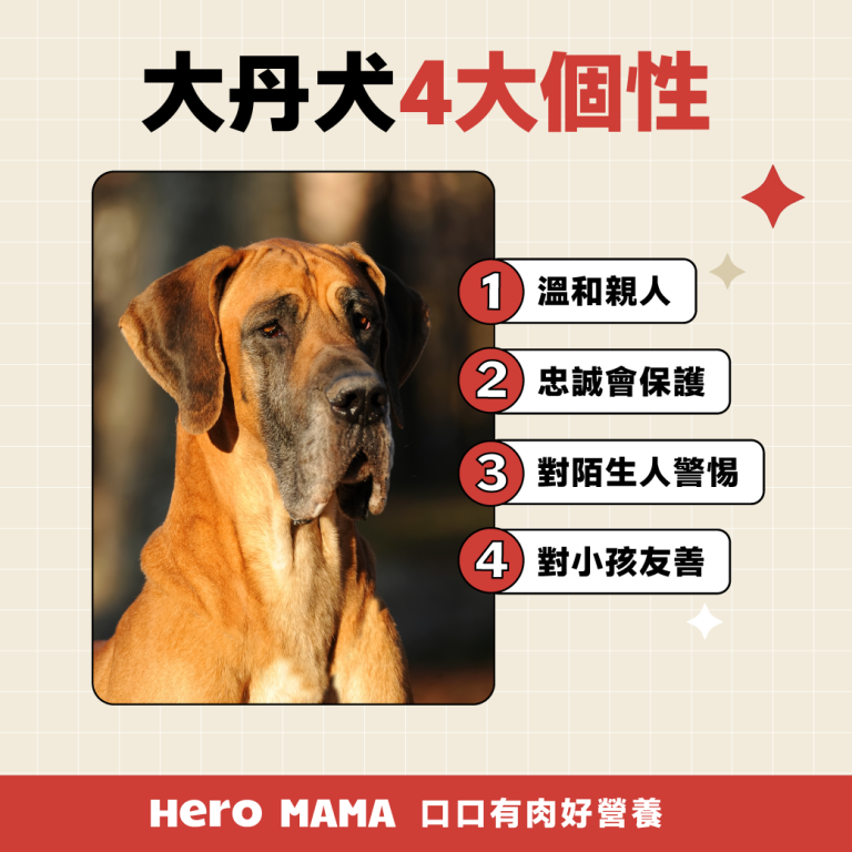 大丹犬台灣能養嗎?個性、缺點、巨型犬空間與照顧重點一次看 - HeroMama