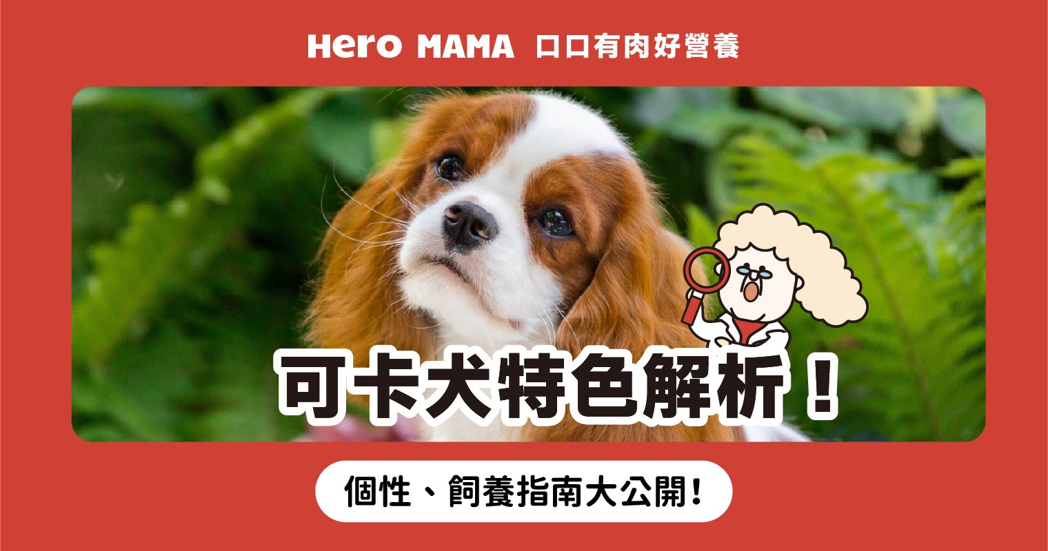 英國可卡犬與美國可卡犬差異？認識可卡犬個性、缺點與飼養建議- HeroMama
