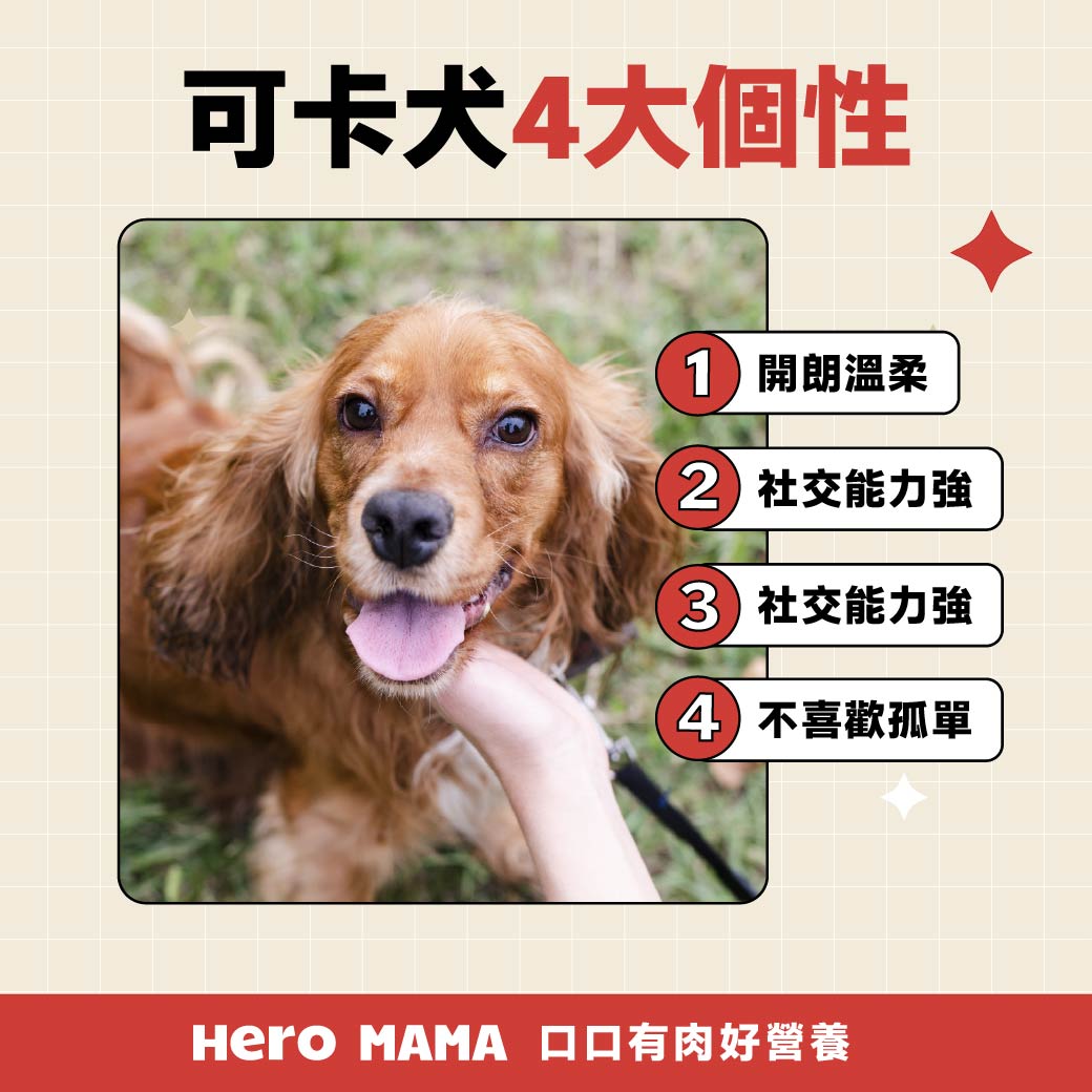 可卡犬好養嗎？英國與美國可卡差別、個性缺點與照顧一次看懂 - HeroMama