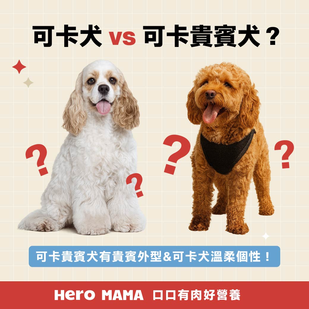 可卡犬好養嗎？英國與美國可卡差別、個性缺點與照顧一次看懂 - HeroMama