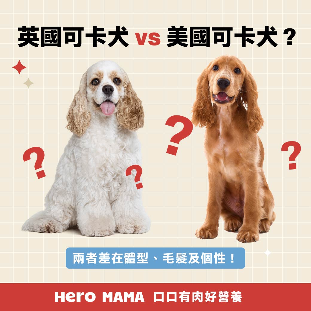 英國可卡犬與美國可卡犬差異？認識可卡犬個性、缺點與飼養建議- HeroMama