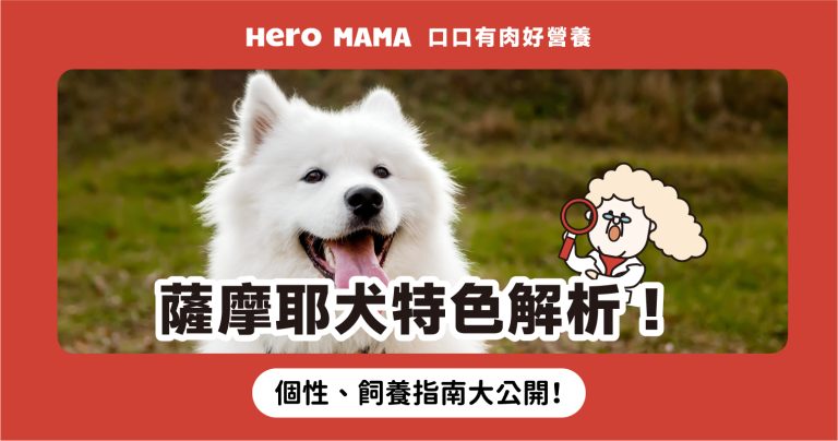 薩摩耶好養嗎?微笑天使個性、缺點、掉毛量與壽命一篇就看懂 - HeroMama