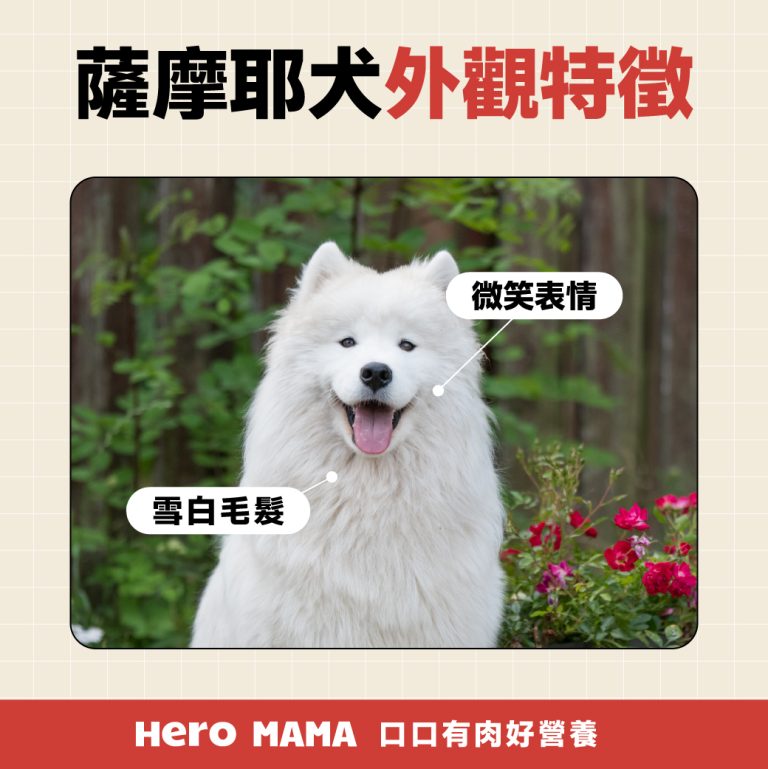 薩摩耶好養嗎?微笑天使個性、缺點、掉毛量與壽命一篇就看懂 - HeroMama