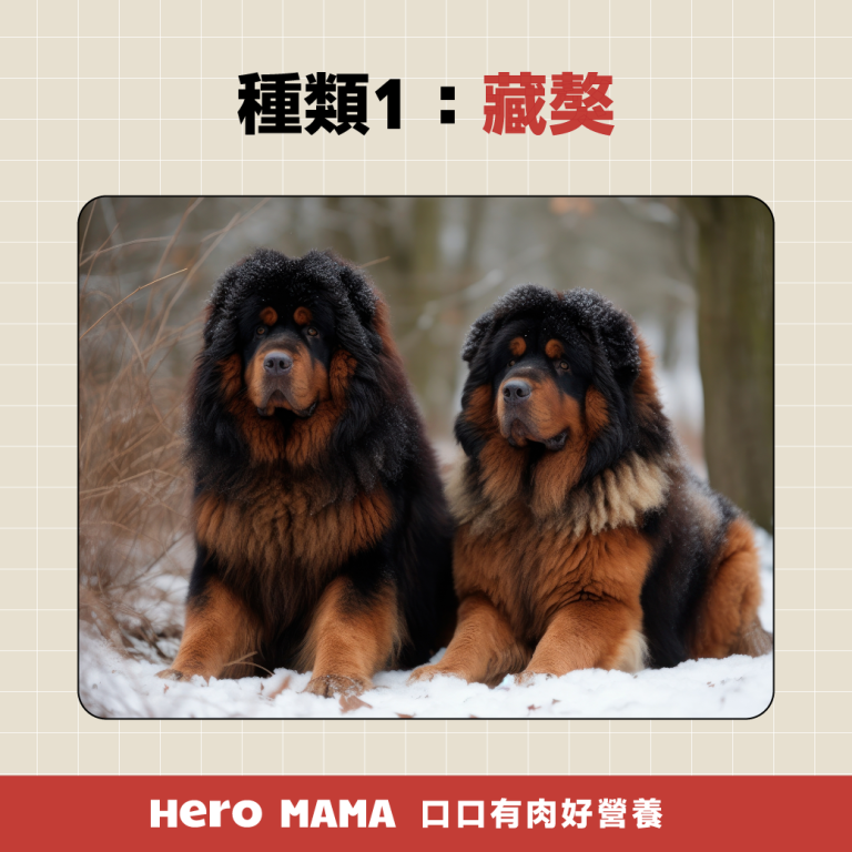 獒犬品種有哪些？8大獒犬個性、體型與台灣飼養規範一次看懂 - HeroMama