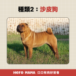 獒犬品種有哪些?8大獒犬個性、體型與台灣飼養規範一次看懂 - HeroMama