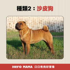 獒犬品種有哪些?8大獒犬個性、體型與台灣飼養規範一次看懂 - HeroMama