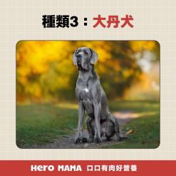 獒犬品種有哪些?8大獒犬個性、體型與台灣飼養規範一次看懂 - HeroMama