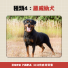 獒犬品種有哪些?8大獒犬個性、體型與台灣飼養規範一次看懂 - HeroMama