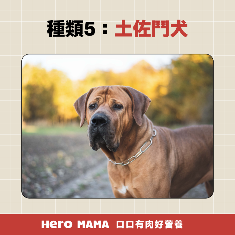 獒犬品種有哪些?8大獒犬個性、體型與台灣飼養規範一次看懂 - HeroMama
