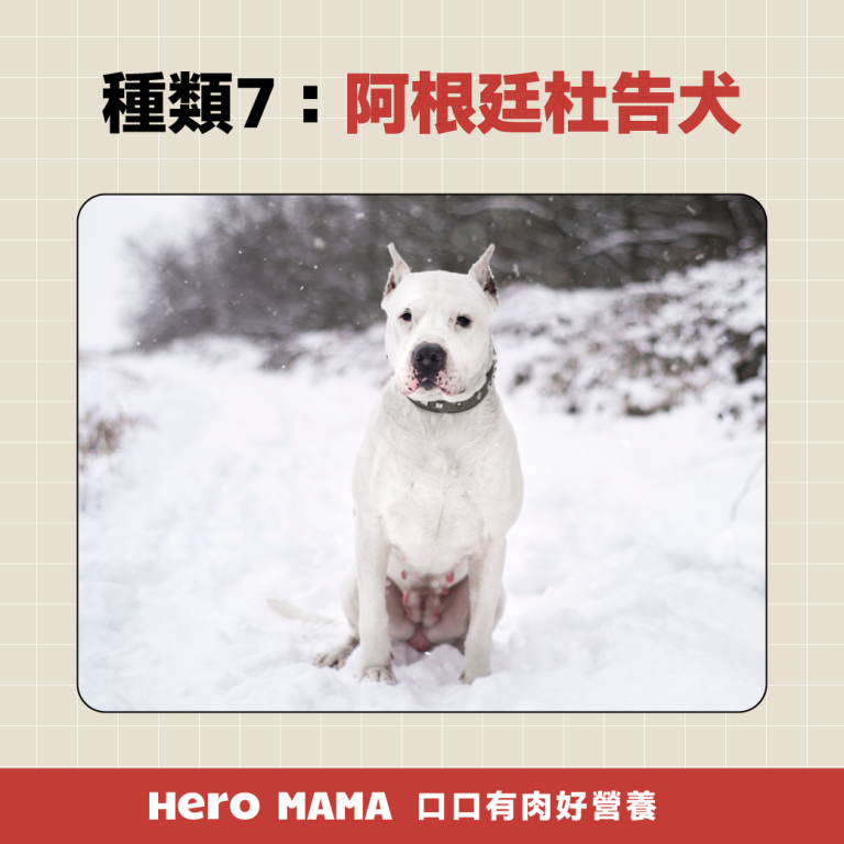 獒犬品種有哪些?8大獒犬個性、體型與台灣飼養規範一次看懂 - HeroMama