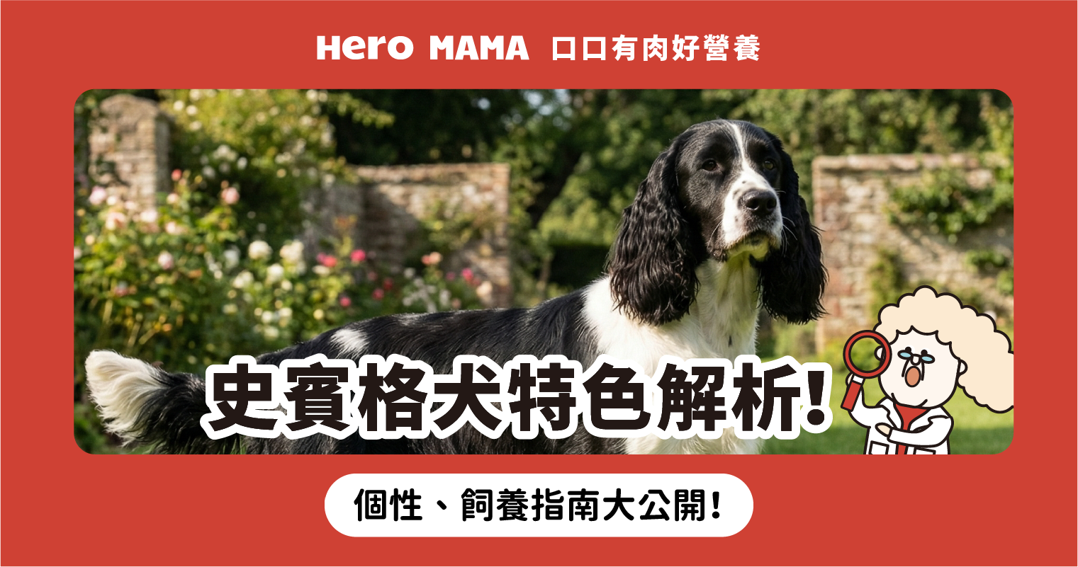 史賓格犬智商高？認識「英國史賓格獵犬」特徵、個性與飼養建議- HeroMama