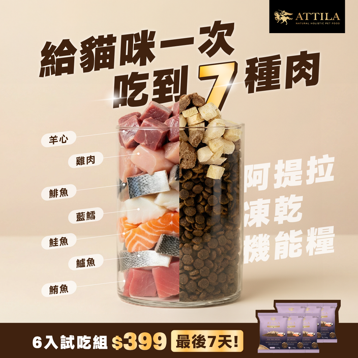 阿提拉_多源食材_貓