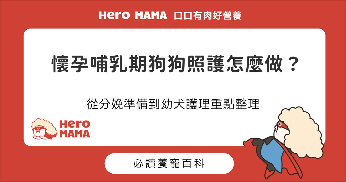 懷孕哺乳期狗狗照護怎麼做？從分娩準備到幼犬護理重點整理