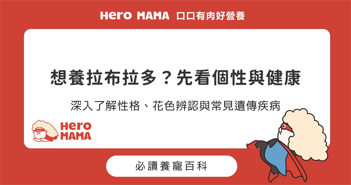拉布拉多好養嗎？認識性格、花色特徵與健康照顧重點