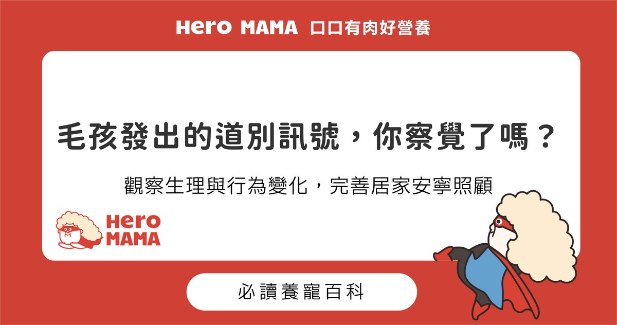 毛孩離世前有哪些徵兆？寵物臨終觀察與安寧照顧建議
