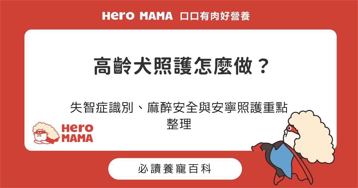 高齡犬照護怎麼做？失智症識別、麻醉安全與安寧照護重點整理