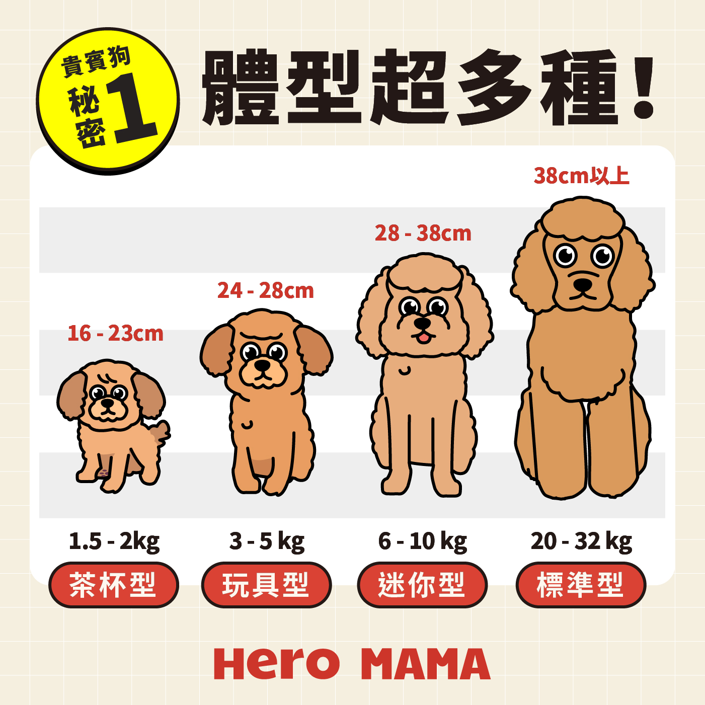 貴婦狗介紹：玩具、迷你、標準點樣分？性格、智商及照顧優缺點- HeroMama (HK)